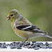 Day 10, American Goldfinch female, Tadoussac