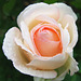 White and Peach Rose Closeup