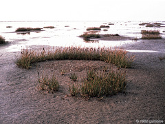 Quellerzone, Wattenmeer der Nordsee an der Grenze zu den Salzwiesen (1982)