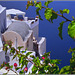 Santorini : Thira nel blu