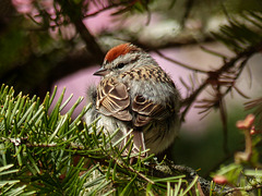 Day 10, Chipping Sparrow / Spizella passerina