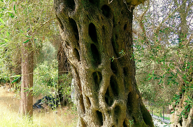 Olive tree trunk wisdom