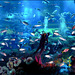 Il grande acquario di Dubai -