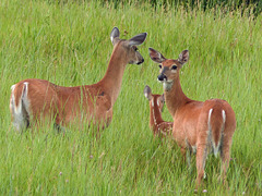 White-tailed Deer family