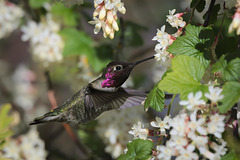 Anna's Hummingbird at a bush near the pond