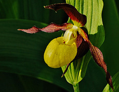 Ein Sonntagsgruß - Sunday Greetings - Lady Slipper Orchid