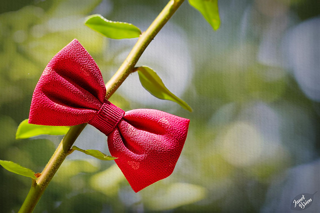 A Pretty Bow to Start the Week From Tugman State Park (+5 insets!)