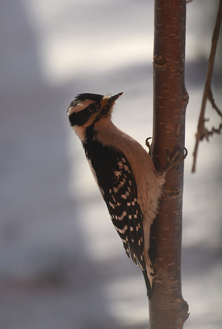 Female hairy woodpecker on a snowy day