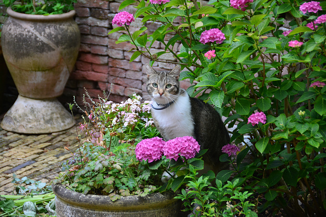 Cat and ﬂowers