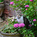 Cat and ﬂowers