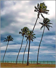 Recife : il parco del lamantino vicino al mare