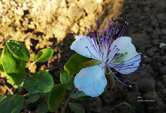 Kapern-Blüte