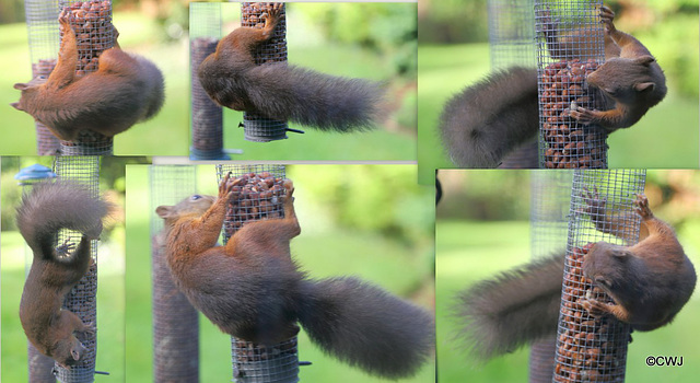 With all the fresh fruit available in the garden the red squirrels still seem to prefer the protein punch of peanuts...