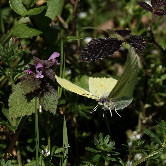 Citron (papillon) Gonepteryx rhamni