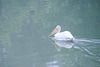impressionist pelican