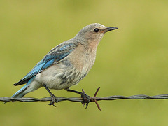 Mountain Bluebird female