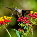 Hummingbird.  8057664