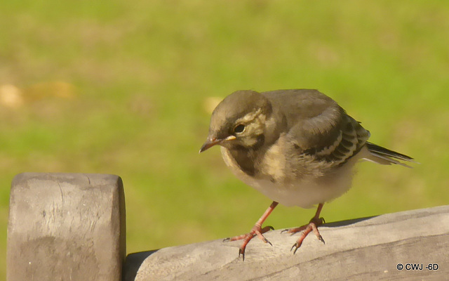 Wagtail chick waiting to be fed