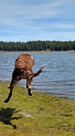 Reba hopping