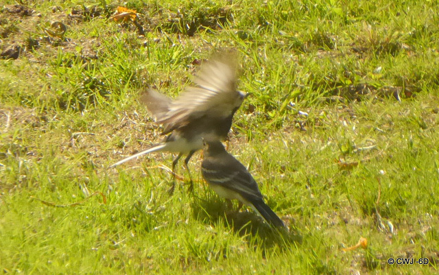Parent wagtail having just fed its chick
