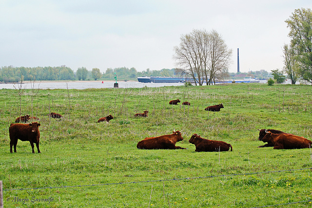 Koeien bij Loevestein