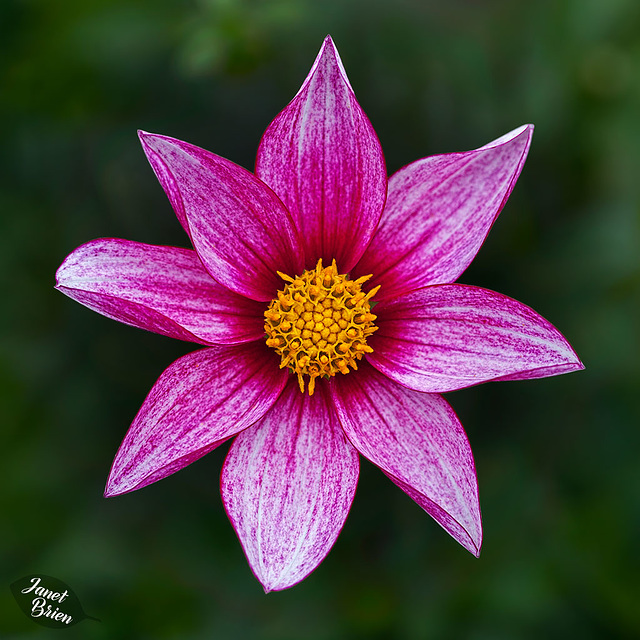 Pictures for Pam, Day 54: Pink Passion Dahlia