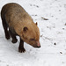 Waldhund im Schnee (Wilhelma)
