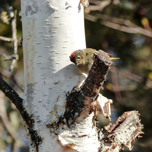 Day 6, Ruby-crowned Kinglet, Tadoussac