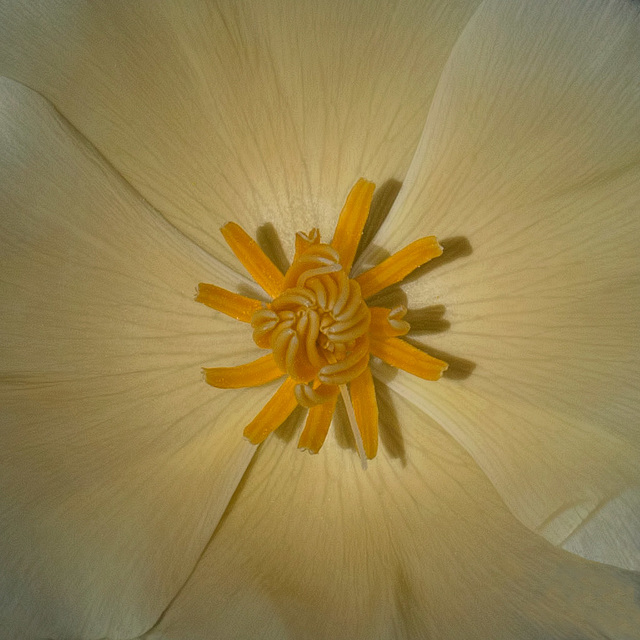 Glowing Heart of a California Poppy (+3 insets!)