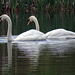 Two swans a-swimming