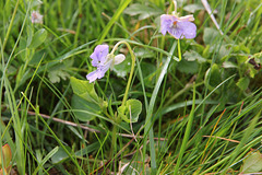 Hain-Veilchen - Viola riviniana