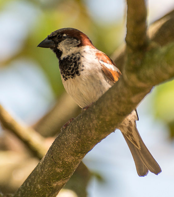 Sparrow2
