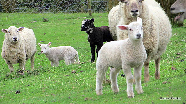 Ewes And Lambs