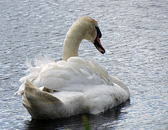 One swan a swimming.