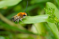 Mai-Langhornbiene: Die Wildbiene des Jahres 2021 - Dark Longhorn: The Wild Bee of the Year 2021