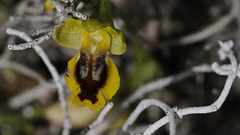 Au cœur de l'ophrys....