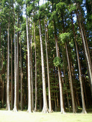 Sequoias.