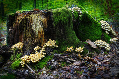 Im Reich der Pilze - Kingdom of mushrooms