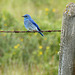 Mountain Bluebird with wildflower bokeh