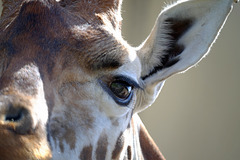 Marwell Zoo Giraffe 1