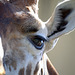 Marwell Zoo Giraffe 1
