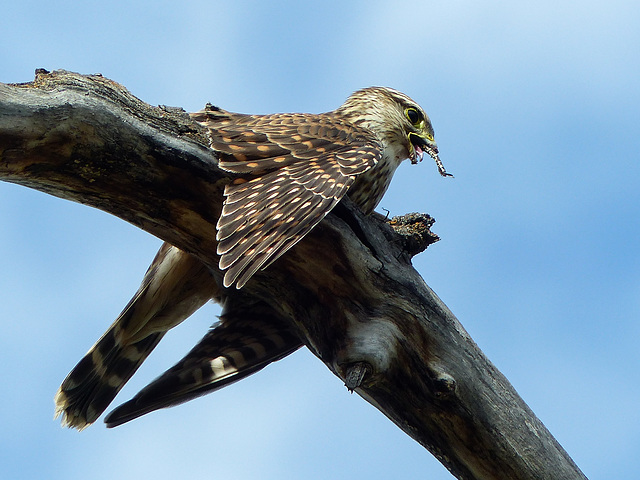 Merlin eating a dragonfly
