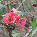 Flowering quince - Chaenomeles speciosa
