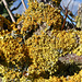 Yellow Lichen on the Hedgerow