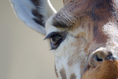 Marwell Zoo Giraffe 2