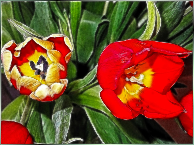 Tulips painted.  ©UdoSm
