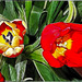 Tulips painted.  ©UdoSm