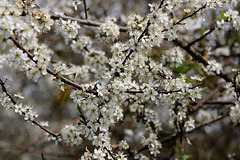 Schlehenblüte 1 - (PiP)