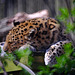 Marwell Zoo Leopard 1
