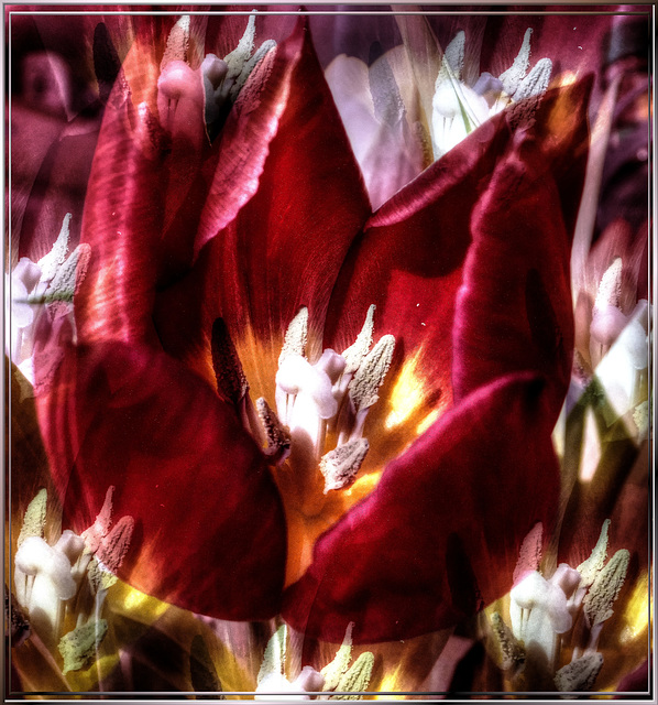Tulpen-Multivision.  ©UdoSm